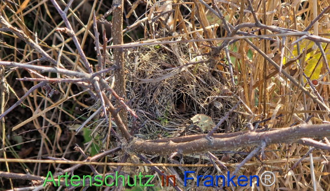 © Artenschutz in Franken® Bild zum Eintrag (1114494-160)
