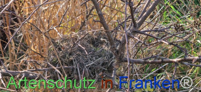 © Artenschutz in Franken® Bild zum Eintrag (1114497-160)