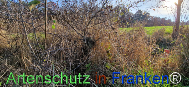 Bild zum Eintrag (1114500-160)