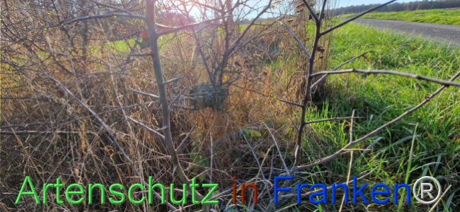 Bild zum Eintrag (1114501-160)