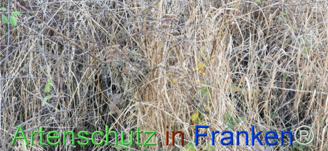 Bild zum Eintrag (1114502-160)
