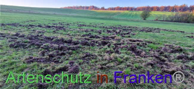 Bild zum Eintrag (1114519-160)