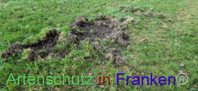 © Artenschutz in Franken® Bild zum Eintrag (1114521-160)