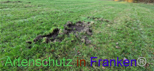 © Artenschutz in Franken® Bild zum Eintrag (1114523-160)