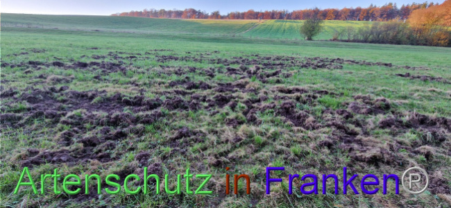 © Artenschutz in Franken® Bild zum Eintrag (1114525-160)