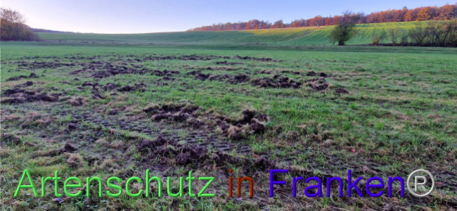 © Artenschutz in Franken® Bild zum Eintrag (1114526-160)