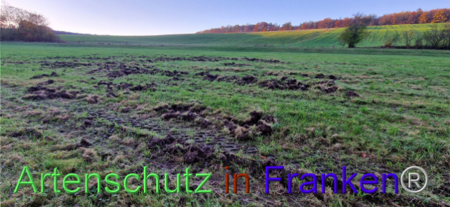© Artenschutz in Franken® Bild zum Eintrag (1114527-160)