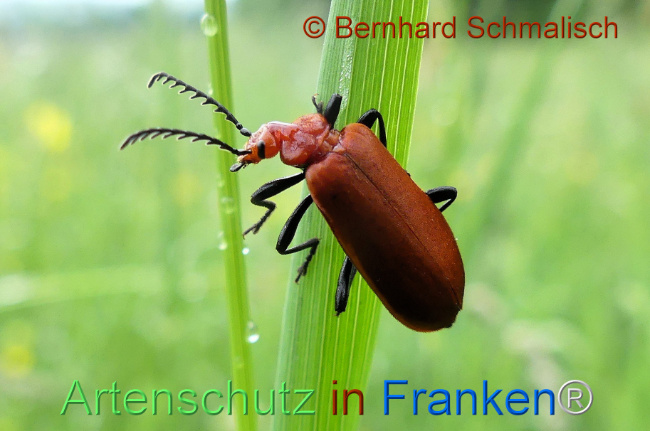 Bild zum Eintrag (1114594-160)