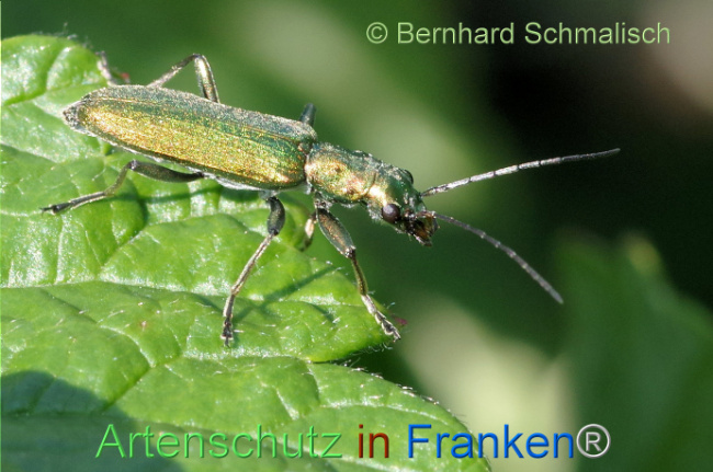 © Artenschutz in Franken® / Bernhard Schmalisch Bild zum Eintrag (1114600-160)