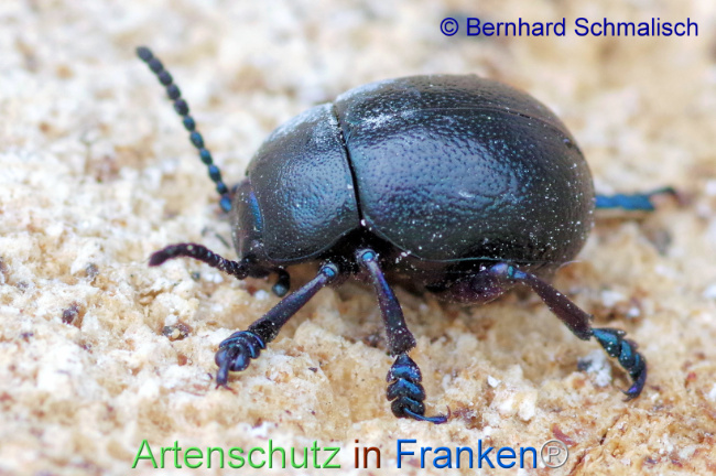 © Artenschutz in Franken® / Bernhard Schmalisch Bild zum Eintrag (1114609-160)