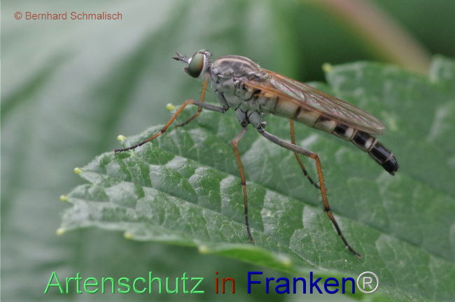 © Artenschutz in Franken® / Bernhard Schmalisch Bild zum Eintrag (1114659-160)