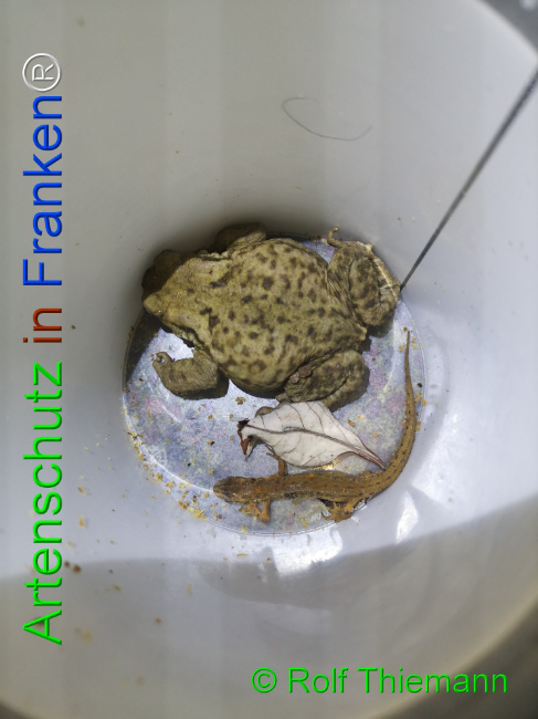 Bild zum Eintrag (1114849-160)
