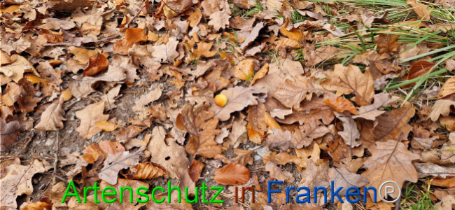 © Artenschutz in Franken® Bild zum Eintrag (1114969-160)