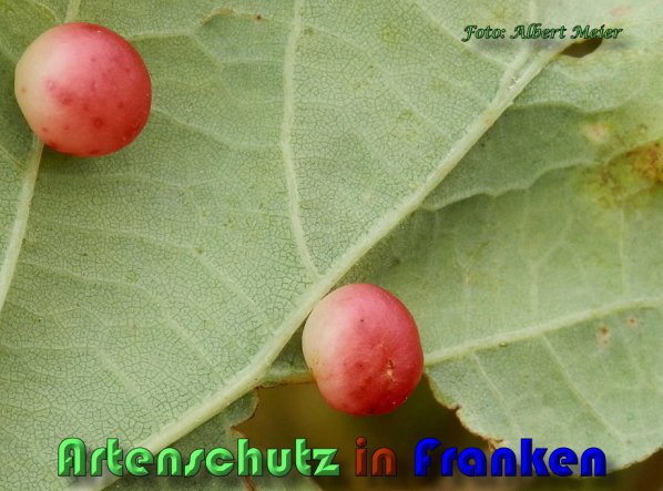 Copyright AiS Albert Meier Bild zum Eintrag (1114972-160)