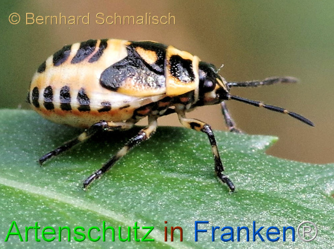 Bild zum Eintrag (1114980-160)