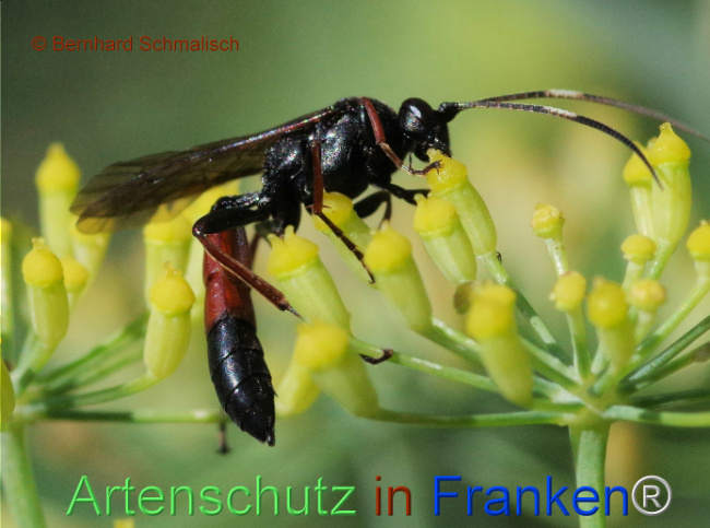 Bild zum Eintrag (1115021-160)