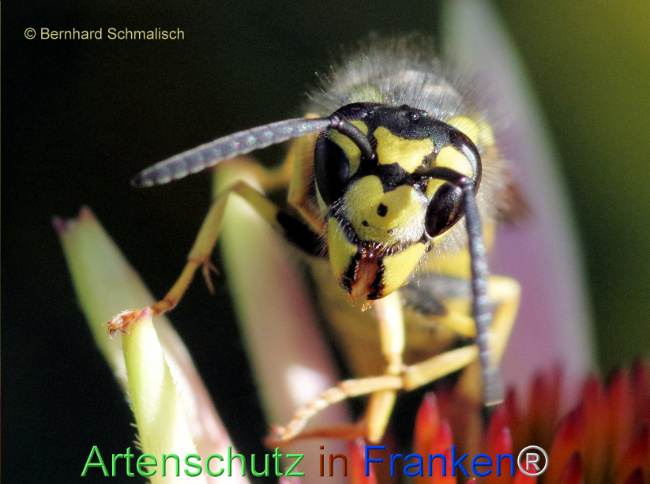 Bild zum Eintrag (1115024-160)