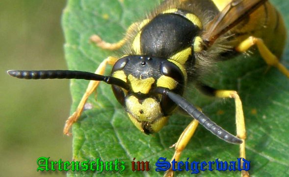 Copyright AiS- Albert Meier Bild zum Eintrag (1115026-160)