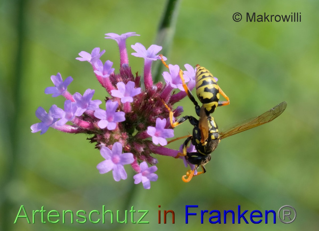 © Artenschutz in Franken® / Makrowilli Bild zum Eintrag (1115048-160)