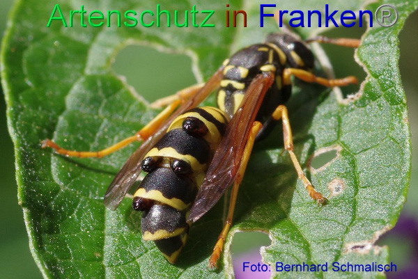 Copyright AiF / Bernhard Schmalisch Bild zum Eintrag (1115052-160)