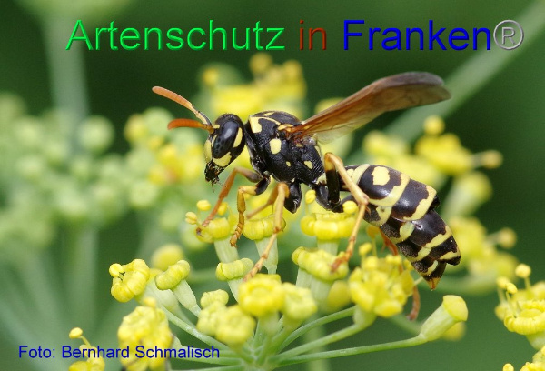 Copyright AiF / Bernhard Schmalisch Bild zum Eintrag (1115053-160)