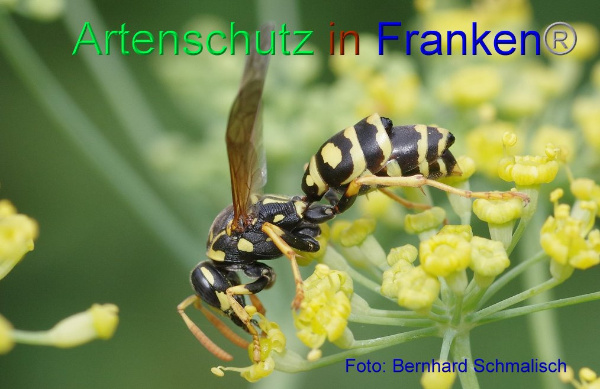 Copyright AiF / Bernhard Schmalisch Bild zum Eintrag (1115054-160)