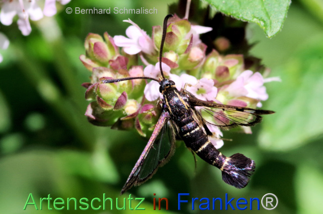 © Artenschutz in Franken® / Bernhard Schmalisch Bild zum Eintrag (1115081-160)