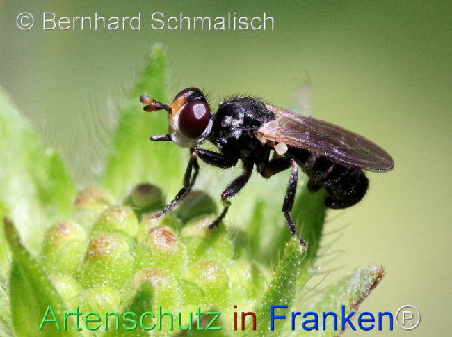 Bild zum Eintrag (1115094-160)