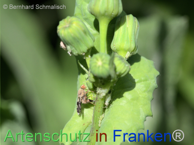Bild zum Eintrag (1115096-160)