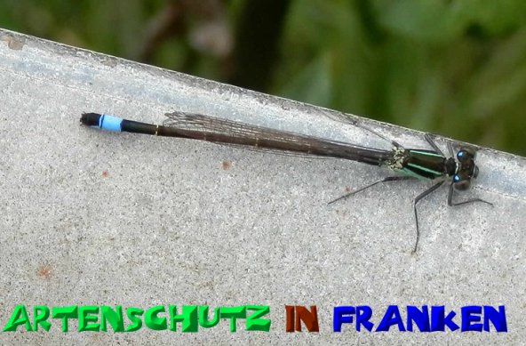 Copyright AiS- Albert Meier Bild zum Eintrag (1115097-160)