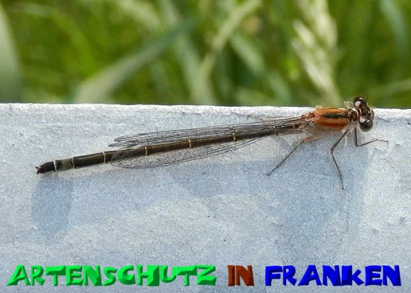 Copyright AiS- Albert Meier Bild zum Eintrag (1115098-160)