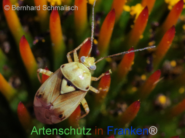 Bild zum Eintrag (1115106-160)