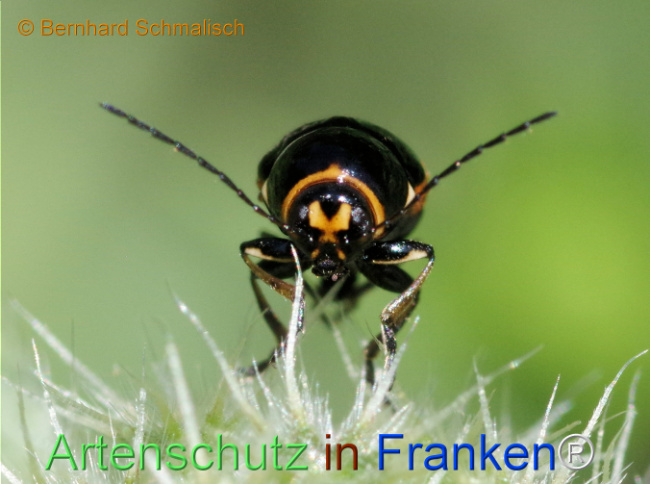 Bild zum Eintrag (1115167-160)