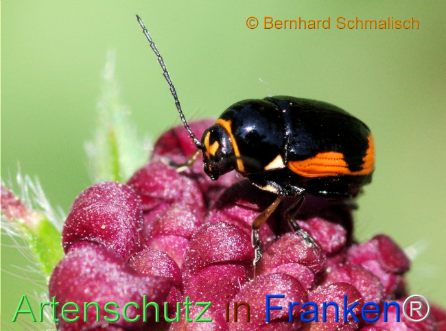 Bild zum Eintrag (1115171-160)