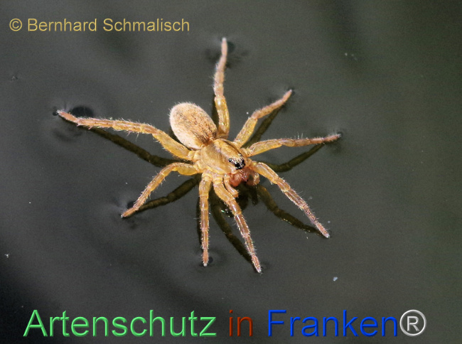 Bild zum Eintrag (1115219-160)