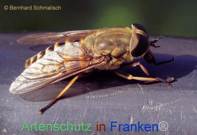 Bild zum Eintrag (1115229-160)