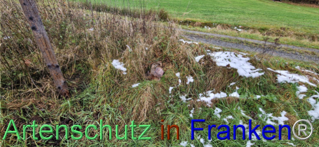© Artenschutz in Franken® Bild zum Eintrag (1115320-160)