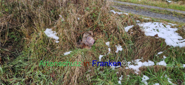 © Artenschutz in Franken® Bild zum Eintrag (1115321-160)