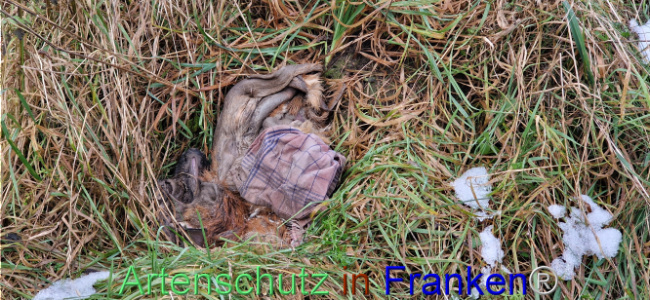 © Artenschutz in Franken® Bild zum Eintrag (1115322-160)