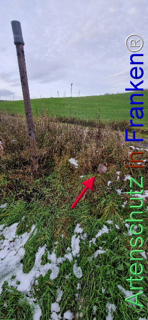 © Artenschutz in Franken® Bild zum Eintrag (1115323-160)