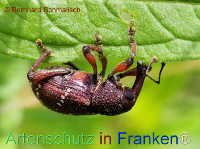 © Artenschutz in Franken® / Bernhard Schmalisch Bild zum Eintrag (1115345-160)