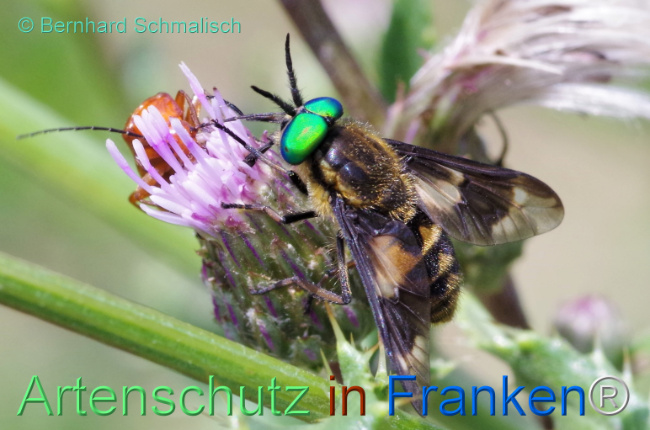 © Artenschutz in Franken® / Bernhard Schmalisch Bild zum Eintrag (1115439-160)