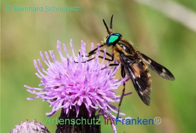© Artenschutz in Franken® / Bernhard Schmalisch Bild zum Eintrag (1115440-160)