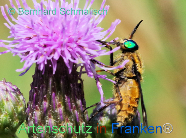 © Artenschutz in Franken® / Bernhard Schmalisch Bild zum Eintrag (1115441-160)