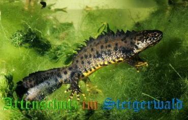 Copyright AiS Willner Bild zum Eintrag (1115656-160)