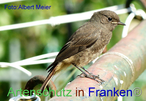 Bild zum Eintrag (1115677-160)