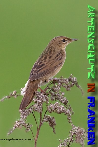 Copyright AiS - Werner Oppermann - www.vogelbilder.com Bild zum Eintrag (1115679-160)