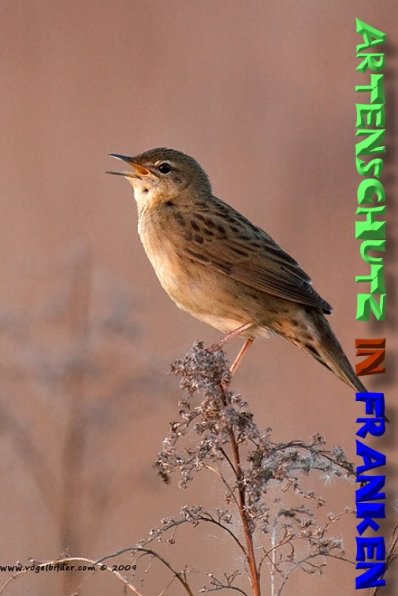 Copyright AiS - Werner Oppermann - www.vogelbilder.com Bild zum Eintrag (1115680-160)