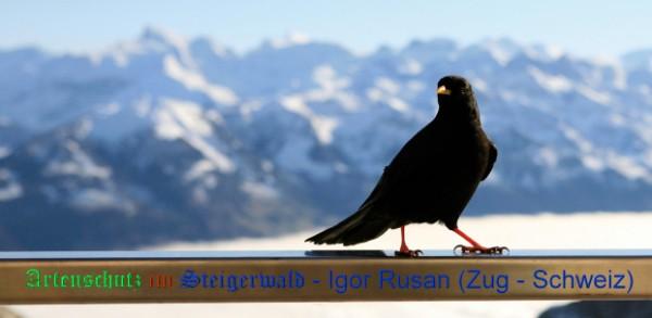 Copyright AiS / Igor Rusan (Zug - Schweiz) Bild zum Eintrag (1115685-160)