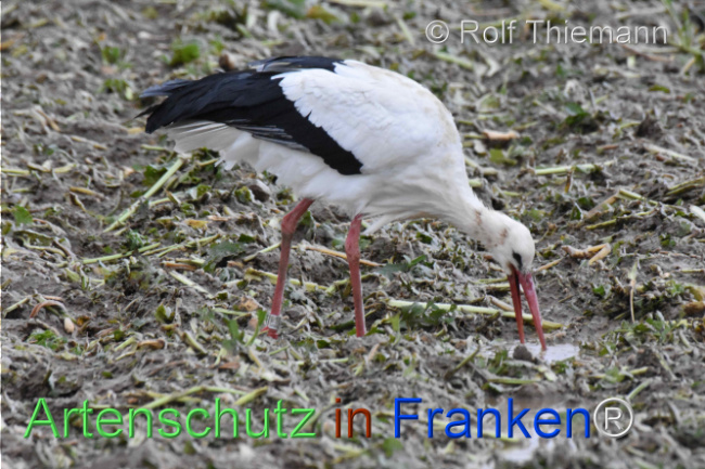 Bild zum Eintrag (1115708-160)